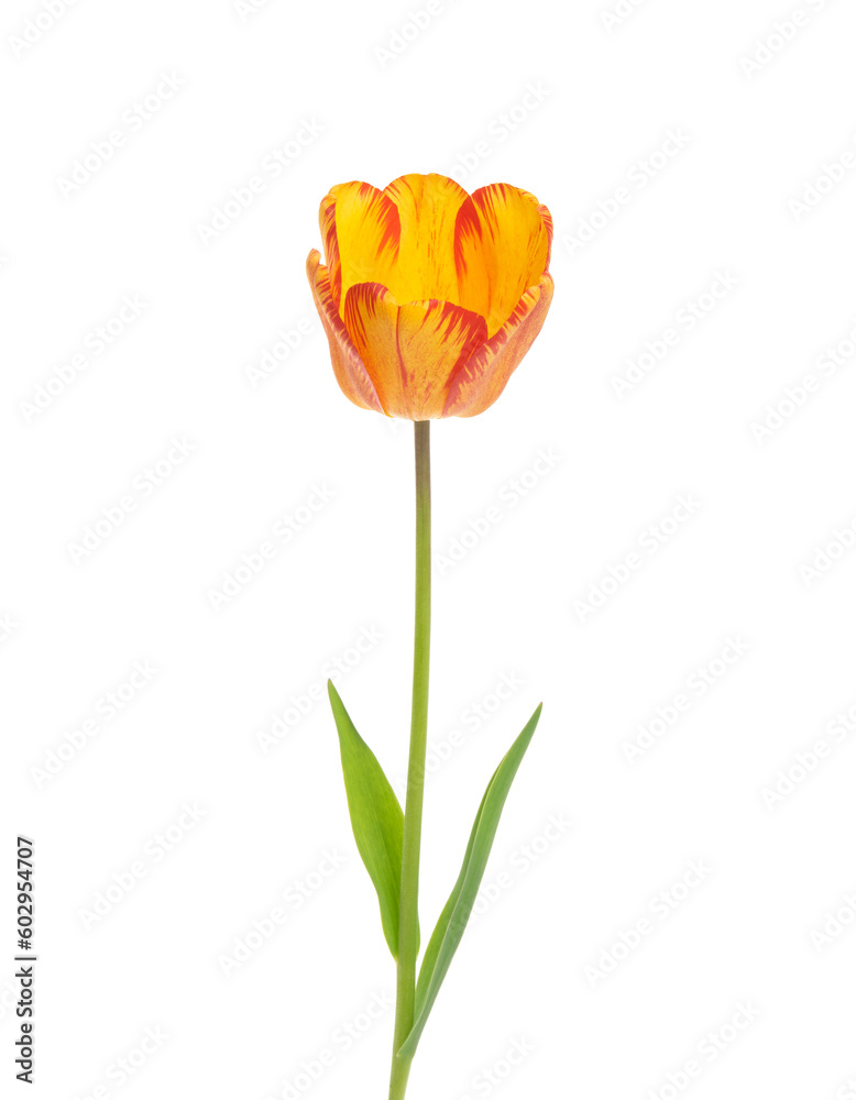 Tulip flower isolated on white