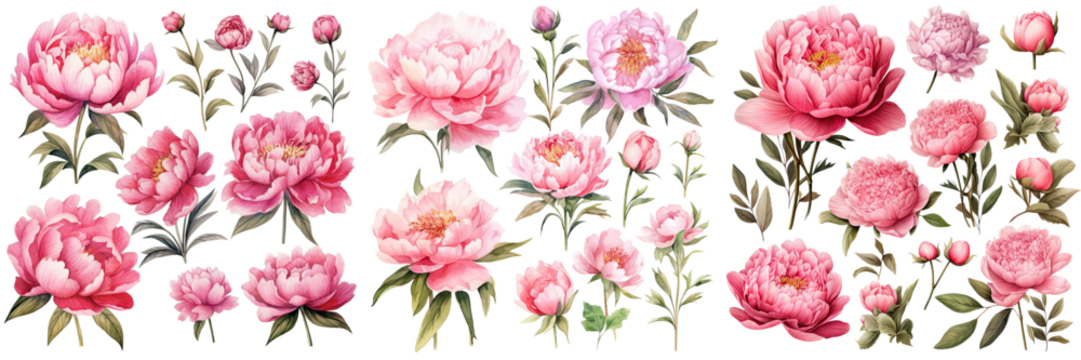一组甜美的粉色牡丹花卉，手绘花卉的水彩集合，植物学植物插图透明背景，PNG，生成式人工智能