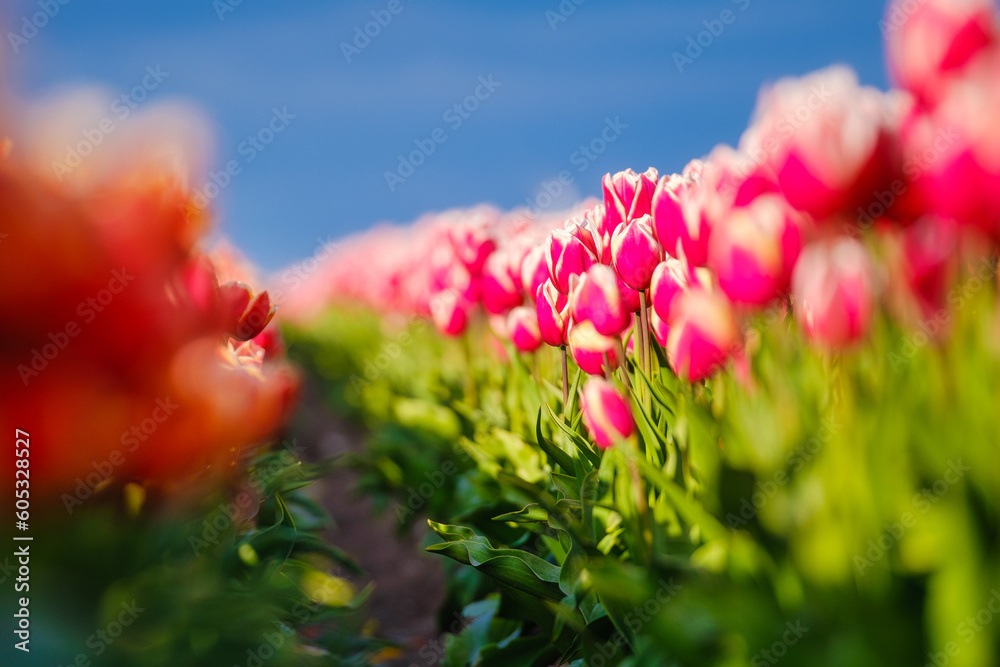 A field with rows of tulips. Pink tulips against the blue sky. Floral background. Clear sky. Beginni