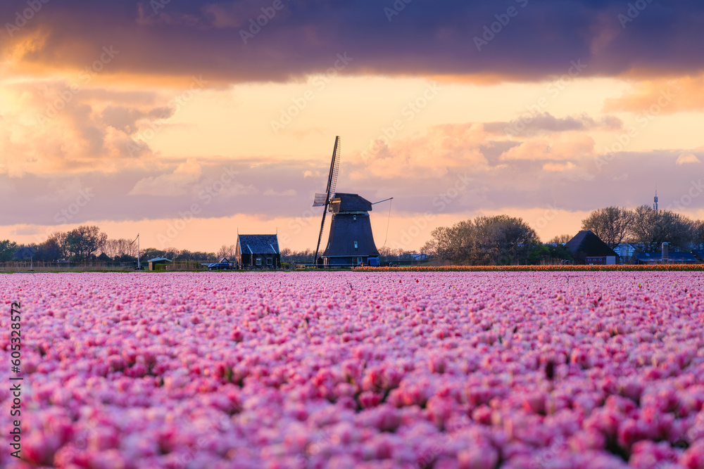 Field with tulips and windmill. Floral background. Field with rows of tulips.  Sky with clouds durin