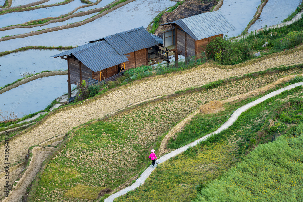 A farmer work in paddy field on mountains
