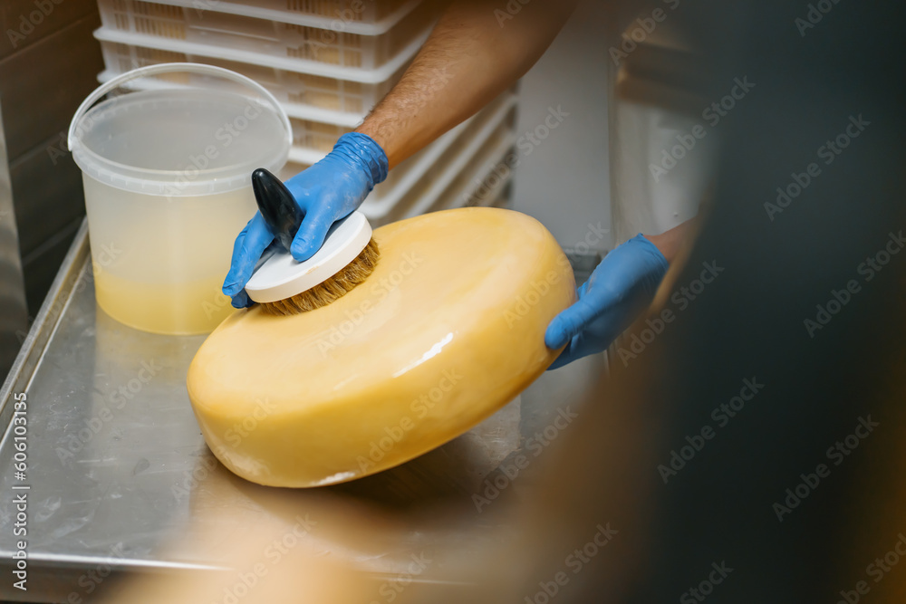 Male hands in gloves cleaning cheese by brush in warehouse of milky farm Dairy production Successful