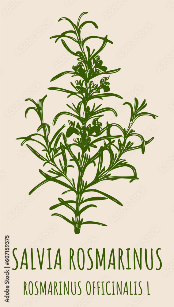 Vector drawings ROSMARINUS OFFICINALIS . Hand drawn illustration. Latin name Salvia rosmarinus. 