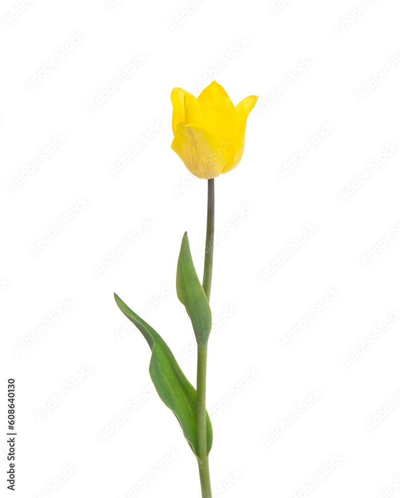 Tulip flower isolated on white