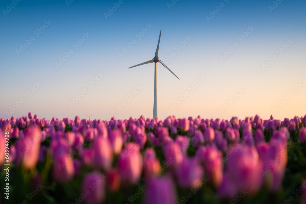A field of tulips during sunset. A wind generator in a field in the Netherlands. Green energy produc