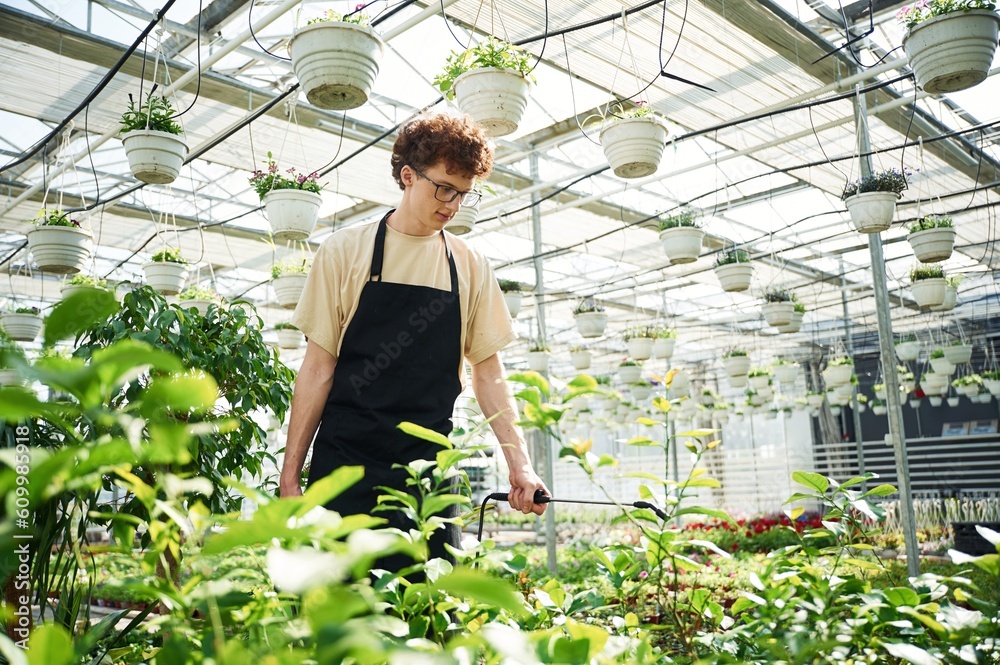 Daily watering. Young man with curly hair and in glasses is in greenhouse