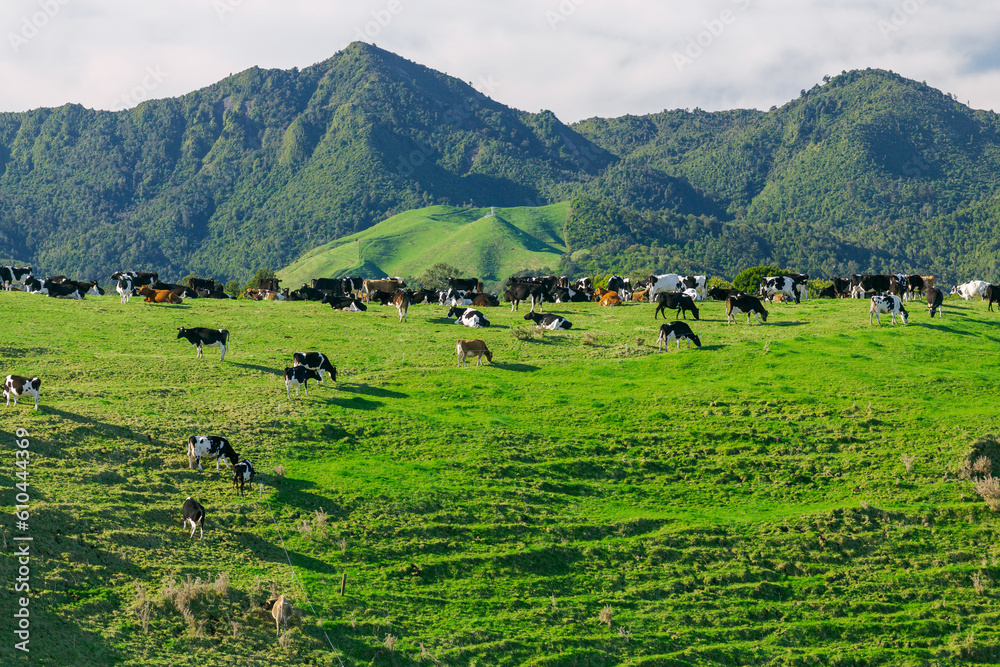 Cows on hillside