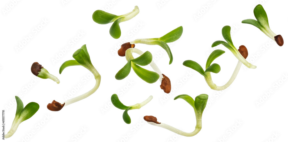 Young microgreen leaves, fresh broccoli sprouts isolated white background