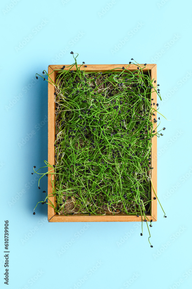 Wooden box with fresh micro green on blue background
