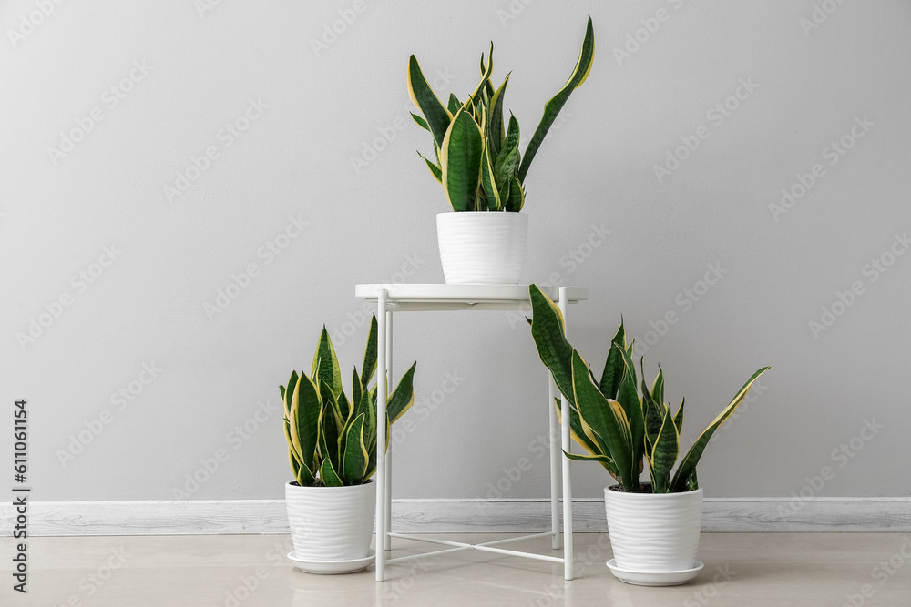 Table with snake plants near light wall