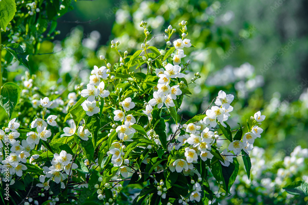 Jasmine blossom branch in the garden in spring 