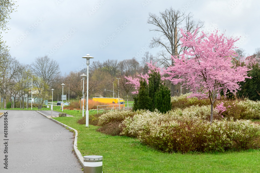 View of city park with blossoming trees and bushes
