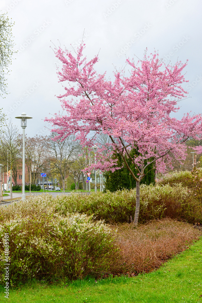 View of blossoming tree and bushes in park