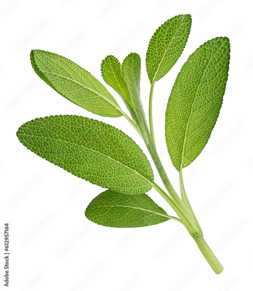 Fresh sage twig isolated on white background, full depth of field