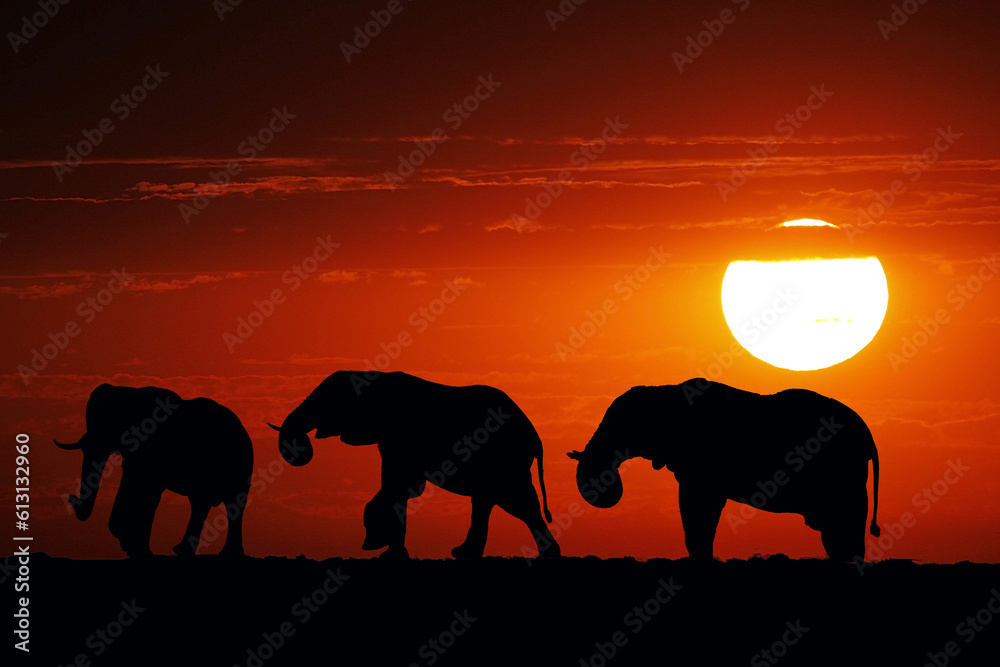 African Elephant, loxodonta africana, Group at Sunset, Moremi Reserve, Okavango Delta in Botswana