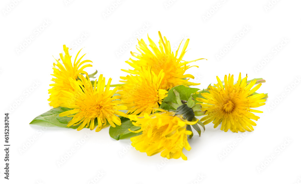 Beautiful yellow dandelions isolated on white background