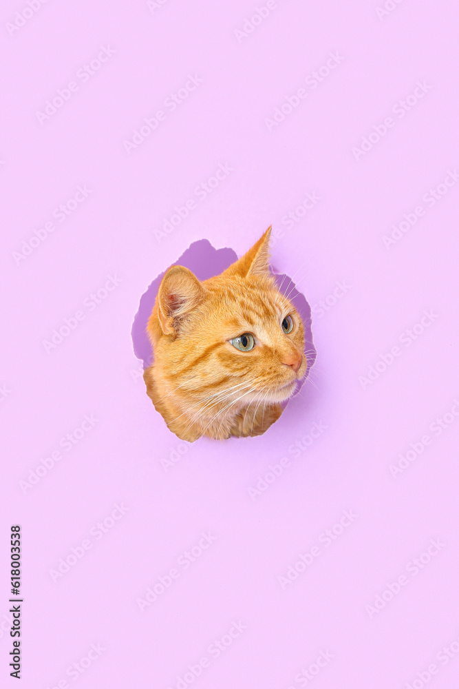 Cute ginger cat visible through hole in lilac paper