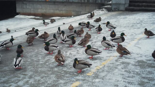 Wintering birds of passage. Ducks and Drakes Sitting on Cobblestones Near the City Pond, Cloudy Snowy Day, Beginning of Winter