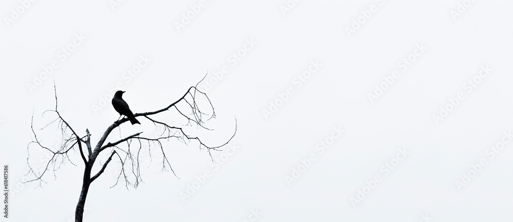 Bird silhouette on dry tree branch isolated on white background with copy space.