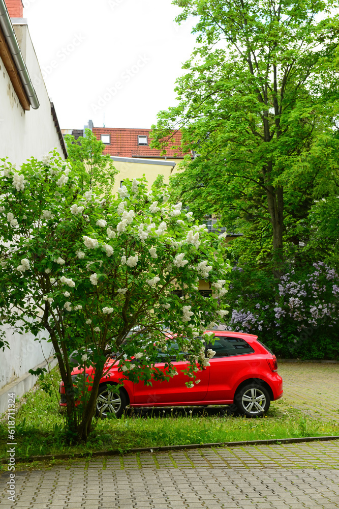 Beautiful lilac tree and car near building on spring day