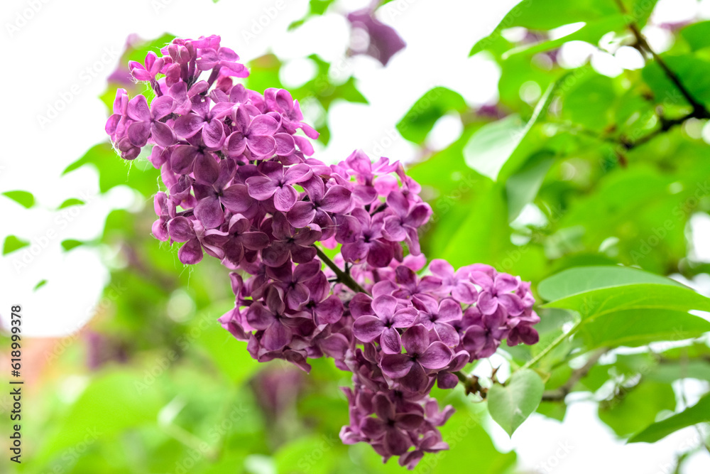 Beautiful violet lilac flowers on blurred background, closeup