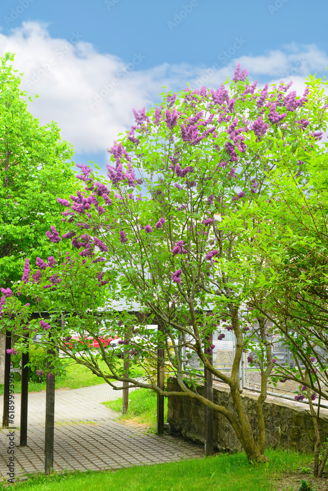 Beautiful lilac tree in park on spring day