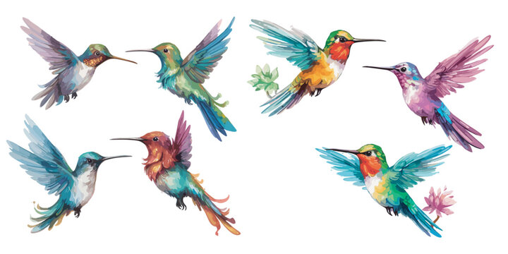 用于图形资源的水彩蜂鸟剪贴画