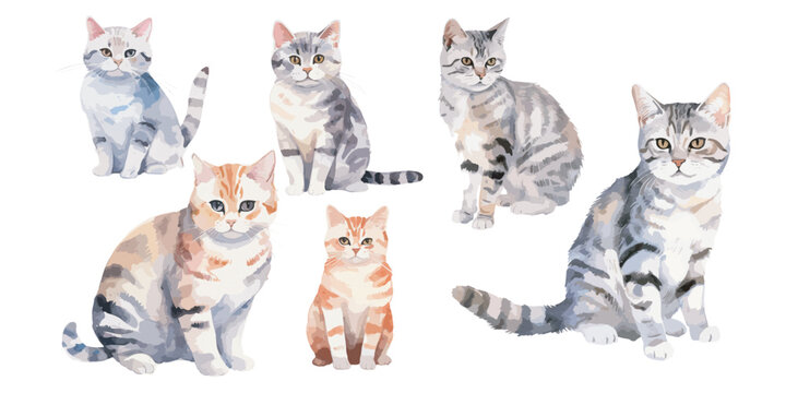 用于图形资源的水彩美国短毛猫剪贴画