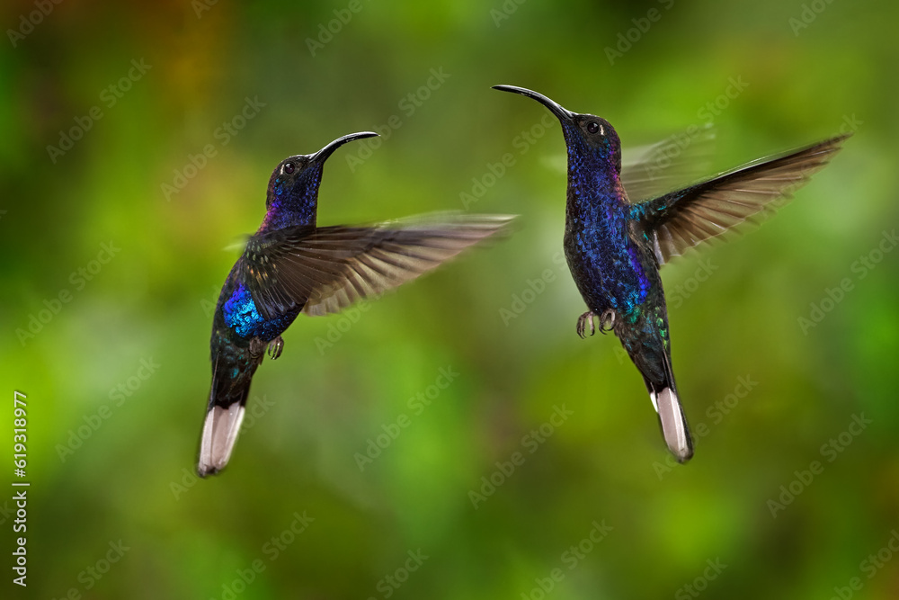 Hummingbird Violet Sabrewing, Campylopterus hemileucurus, flying in the tropical forest, La Paz, Cos