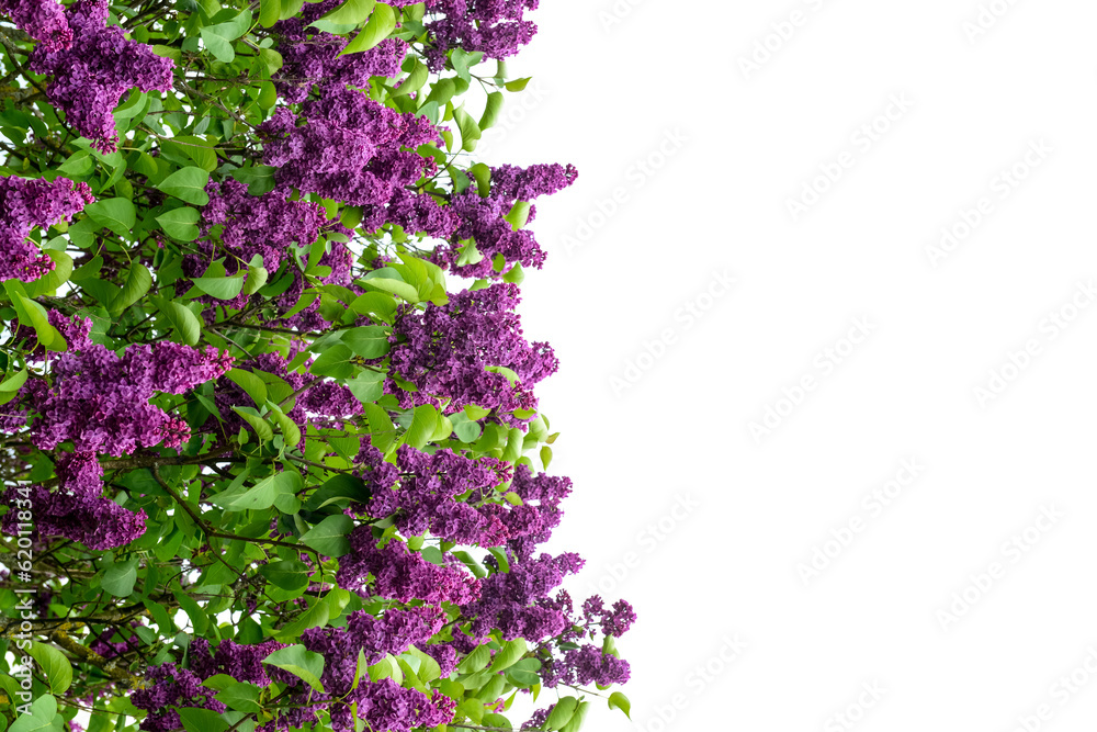 Beautiful violet lilac flowers on spring day
