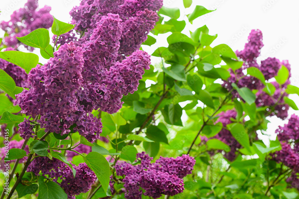 Beautiful violet lilac tree on spring day, closeup
