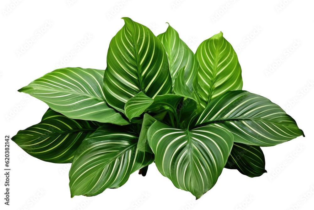Calathea leaves, tropical foliage with an exotic appearance, a sizable green leaf, isolated on a tra
