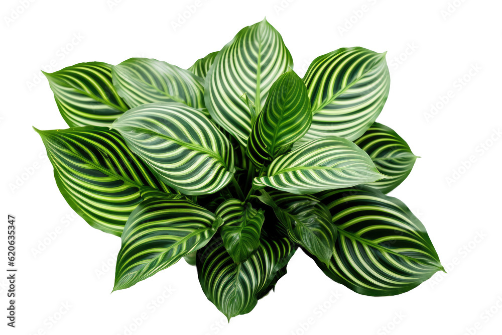 The leaves of the Pin-stripe Calathea, also known as Calathea ornata, are tropical foliage that can 
