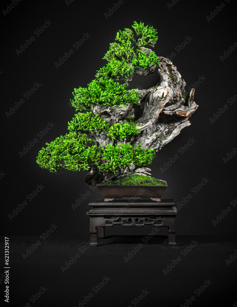 Japanese bonsai tree has a beautiful green color placed on a white wooden table. Waiting to send to 