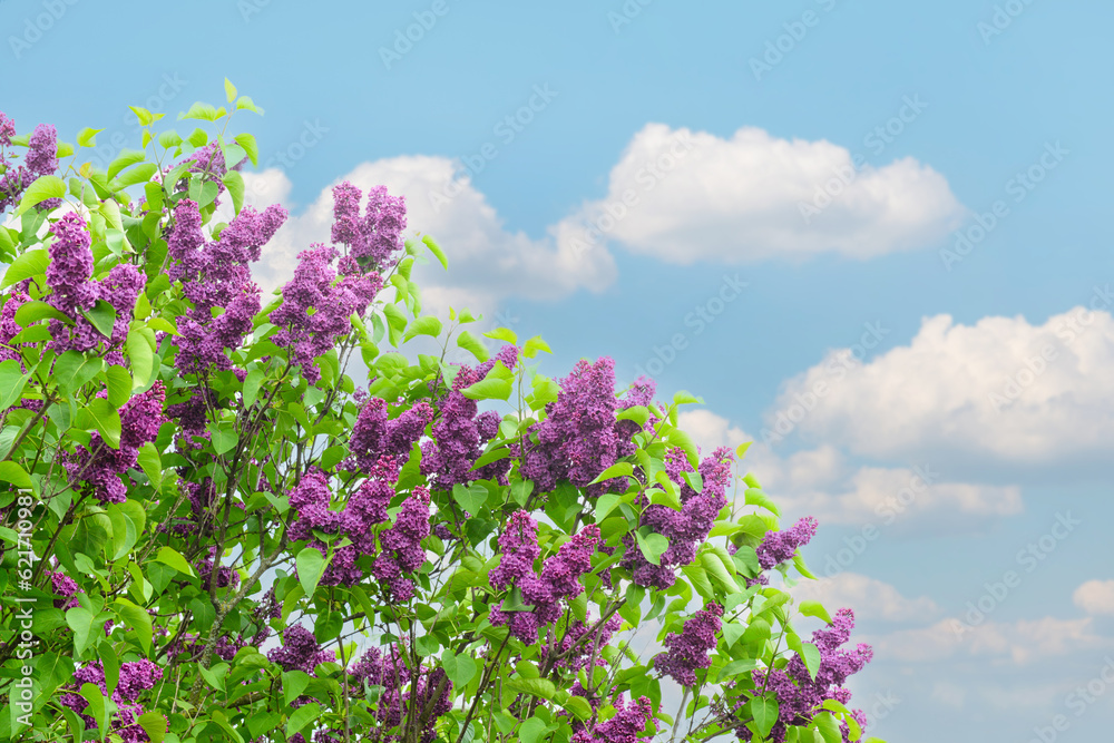 Beautiful lilac tree on blue sky background