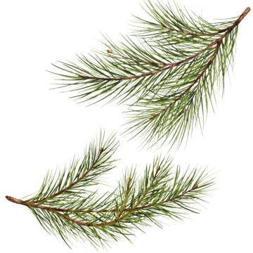 松枝水彩孤立插画。绿色天然森林圣诞树。针叶树枝绿叶手绘。带有冷杉树枝的节日装饰。2024 新年的节日庆祝装饰