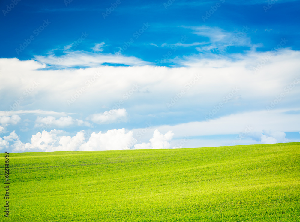 Summer Landscape. Wavy Green Field on the Background of Beautiful Clouds and Blue Sky. Peaceful and 