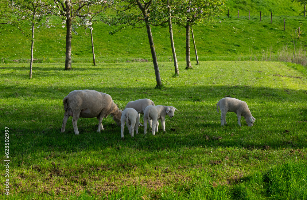 sheep graze on a green meadow