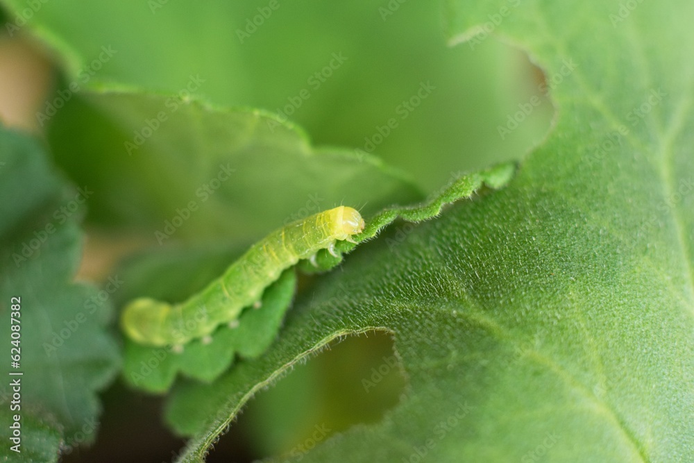 Small caterpillar damaging geranium flower leaves.
