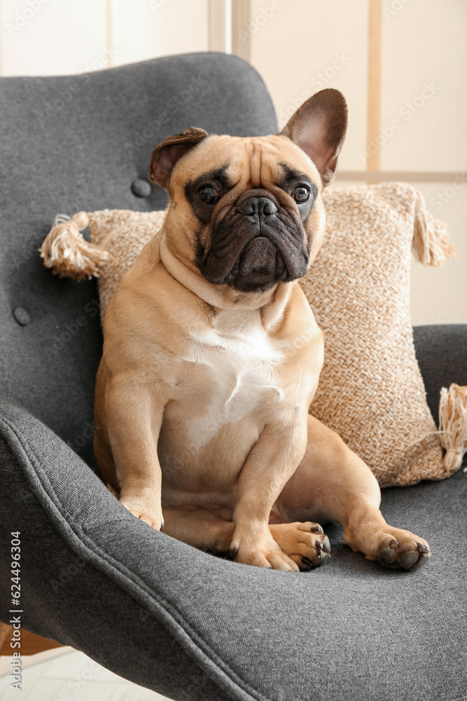 Cute French bulldog in armchair at home, closeup