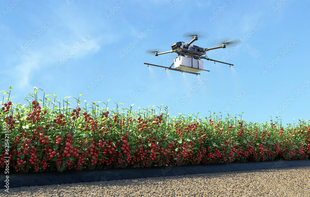 Drone spraying fertilizer tomato garden, Smart farming innovation, Agriculture technology. 