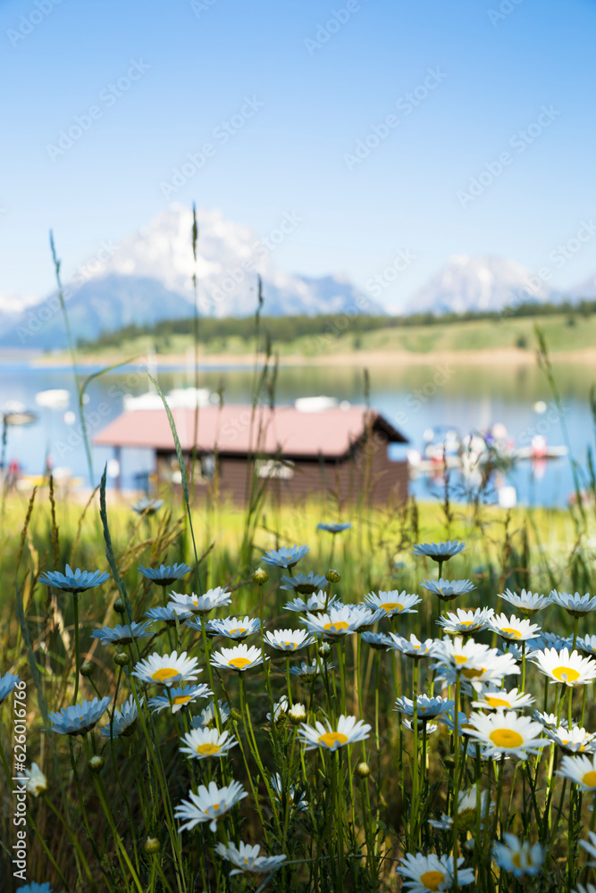 Flower with Grand Teton mountain range in the background, America 