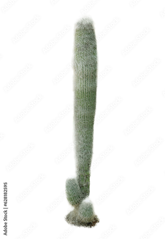 Long cactus on white background