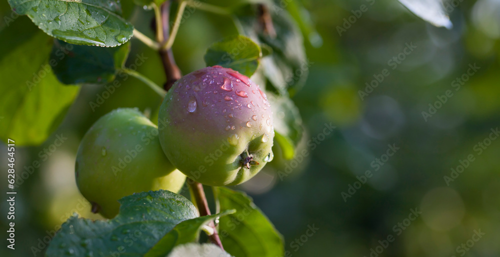 Apple fruit in the orchard after rain -  drops of water on the Malus tree.