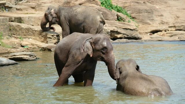 Two elephants bathing in river water and softly touching each other. Exotic footage, animals in the wild, fauna of Sri Lanka, endangered animals or love concept.