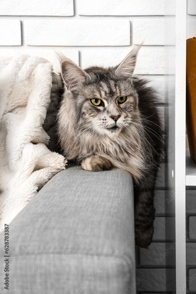 Maine Coon cat on sofa in living room, closeup