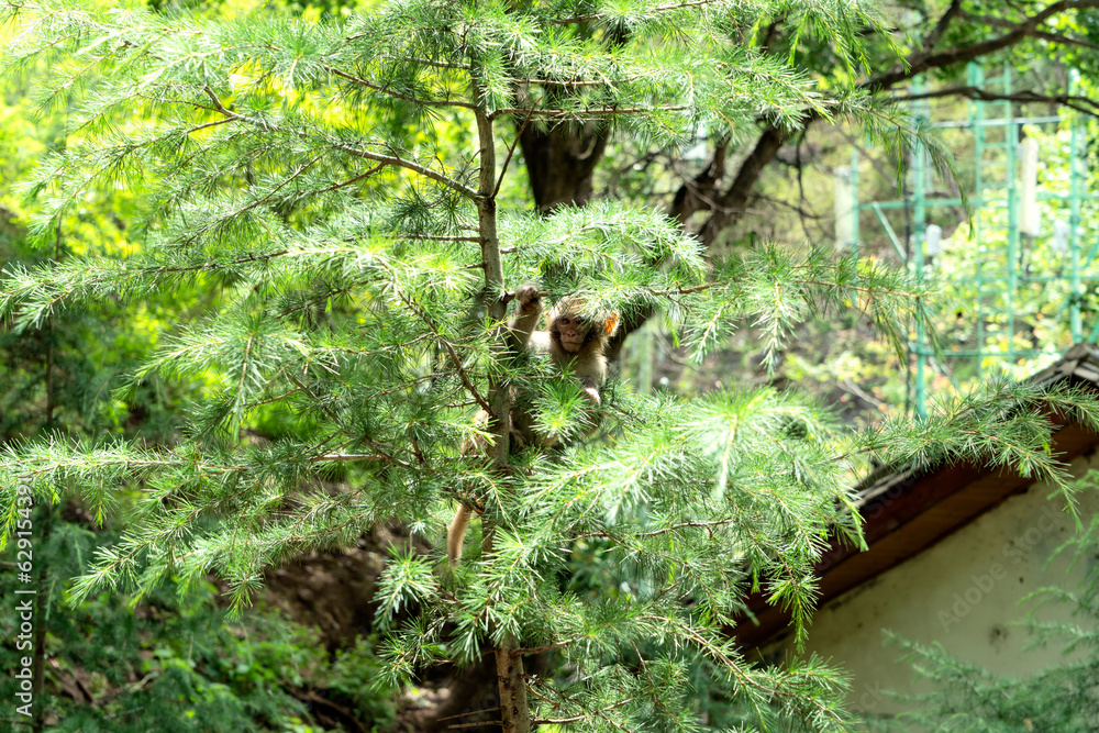 Wild monkey in Yunnan, China.