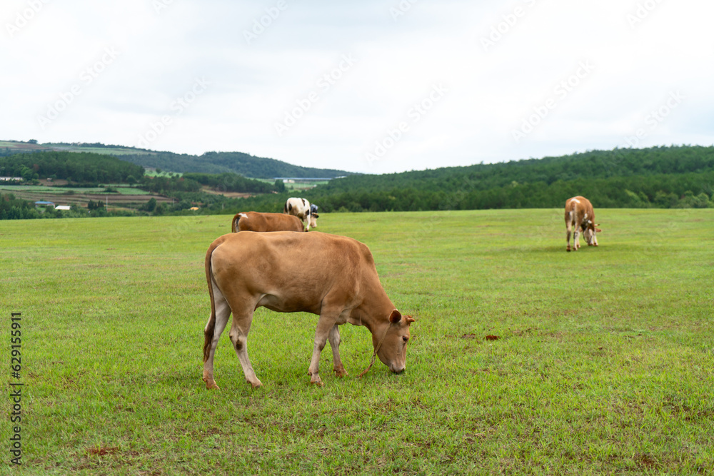 Cows and grassland in Yunnan, China.