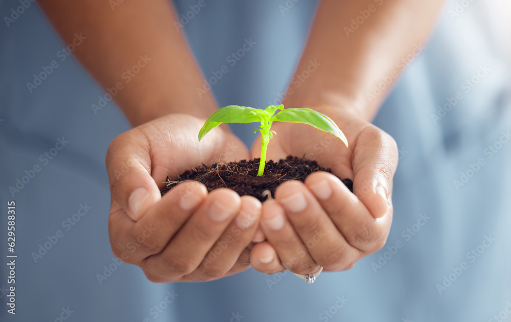 Hands, person and plants for growth in world, future sustainability and climate change. Closeup of l