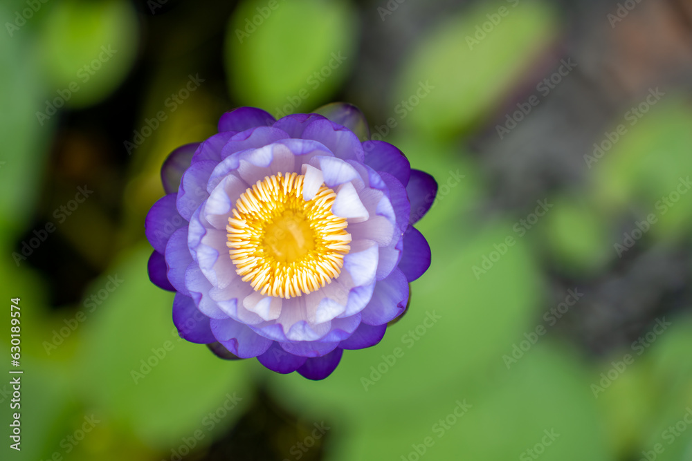 Lovely flowers. commonly called water lily or water lily among green leaves and blue water. beautifu